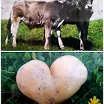 Ruadlhof *