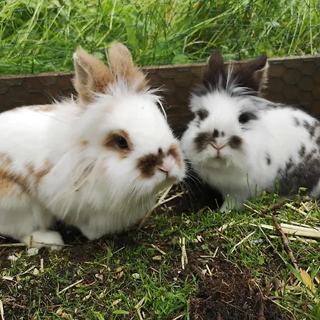 Ruadlhof Лойташ